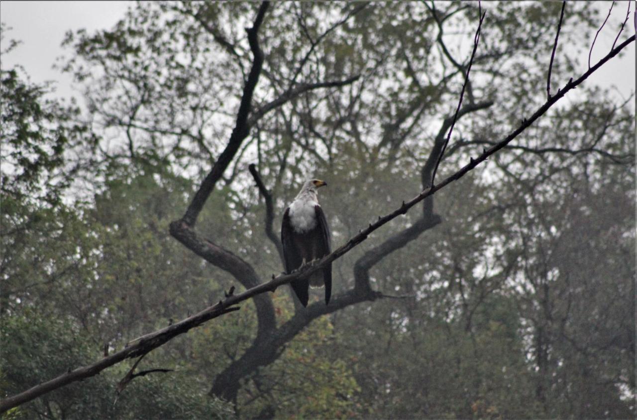 Lions Rock Rapids -